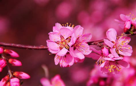 桃花神煞|详解八字命理中的“桃花”神煞，果断收藏